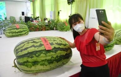 孙九芳吃瓜群众,吃瓜群众眼中的喜剧女神